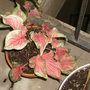New_plants_001