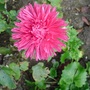 Cimg8123pink_aster