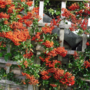 Untitledpyracantha