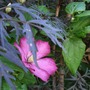 Wood_008