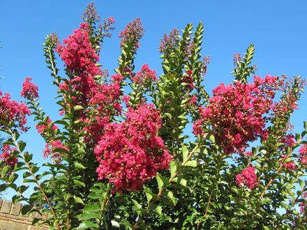 tuscarora crape myrtle stain