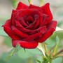 Beauty_secret