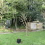 Victoria_plum_tree_jan_09