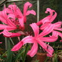 Nerines_002