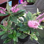 Dscf0004_1_