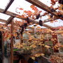 Our_grape_wine_001