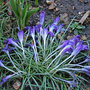 Flat_crocus