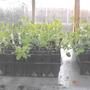October_sowing