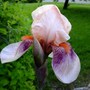 Iris_1