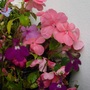 Cimg4071hb_x_1
