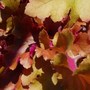 Heuchera_caramel