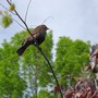 Female_redwing_blackbird