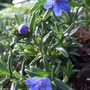 Lithodora 'Heavenly Blue' (Lithodora diffusa (Lithodora))
