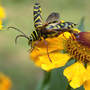 Locust_borer_readyforflight_exc_9-08-03_med