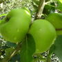 Bramley_apples__july_09