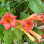Trumpet Vine  (Campsis x tagliabuana (Trumpet creeper))