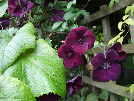 Clematis 'Royal Velour'