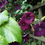 Clematis__royal_velour__climbing_into_the_grape_vine