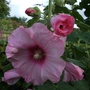 Hollyhock_close-up