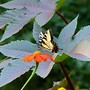 7-25-09_summer_556