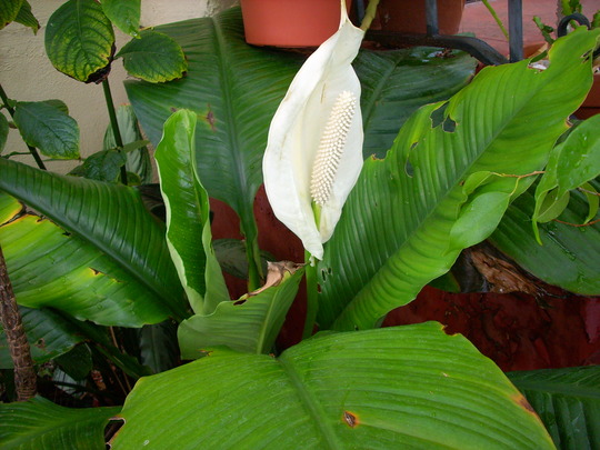Spathiphyllum 'Sensation" (Spathiphyllum 'Sensation")