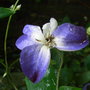 Clematis 'Jackmanii' sport - 2009 (Clematis jackmanii)