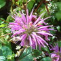 Monarda 'Prairie Night' - 2009 (Monarda didyma)