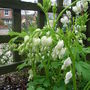 Dicentra spectabilis 'Alba' (Dicentra spectabilis)