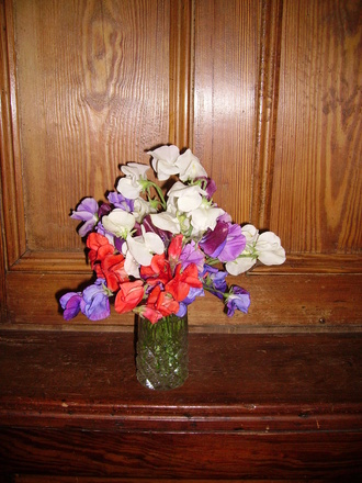 Today's Offering.... (Lathyrus odoratus (Sweet Pea))