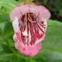 Penstemon ' Strawberries and Cream '
