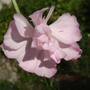 Saponaria officinalis 'Rosea Plena' (Saponaria officinalis (American Soapwort))