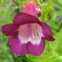 Penstemon ' Bramble Berry '