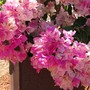 Bouganvillea in a pot
