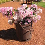 Bouganvillea