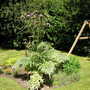A garden flower photo