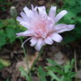 Crepis incana - 2009 (Crepis incana)