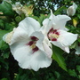 Hibiscus syriacus 'Red Heart' - 2009 (Hibiscus syriacus)
