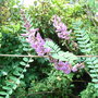Indigofera heterantha - 2009 (Indigofera heterantha)