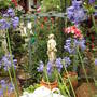 Agapanthus and lilies...