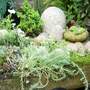 The stone alpine trough. (Sempervivum tectorum (Common Houseleek))