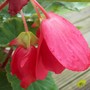 begonias