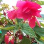 Begonia