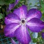 Venosa Violacea