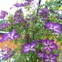 clematis plants