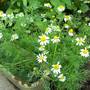 Chamomile