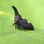 Two-marked Treehopper