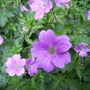 Geranium