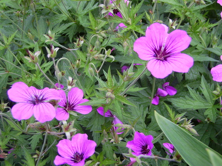 Geranium