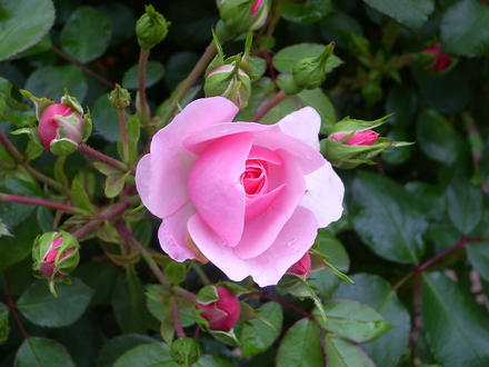 Rose Bonica