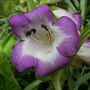 Penstemon  ' Blueberry Fudge '